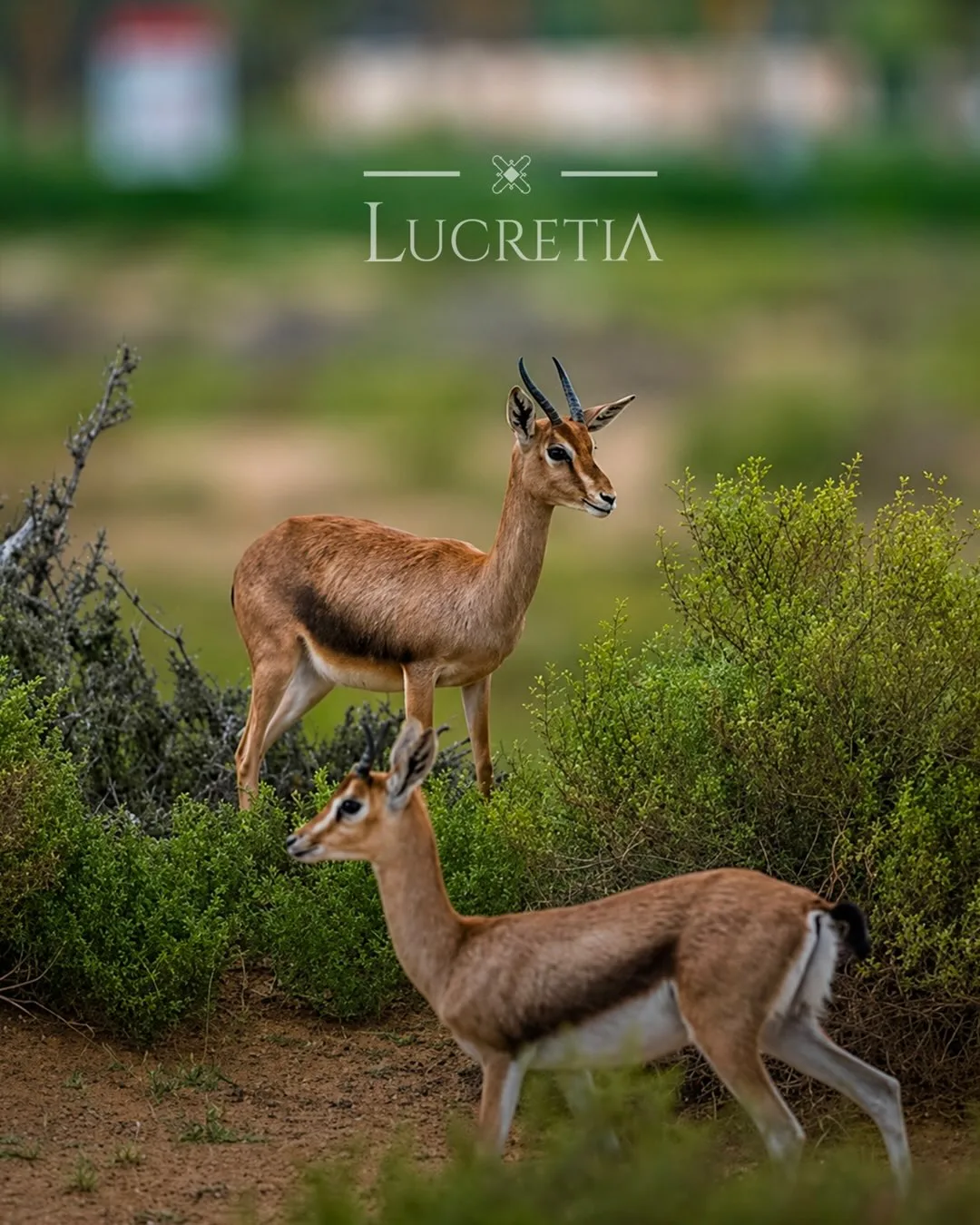 Lucretia Instagram post, visual 4
